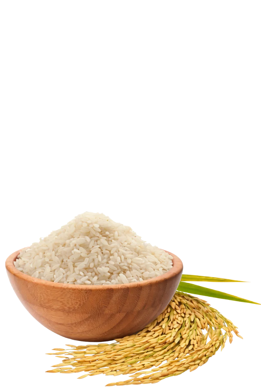 Rice
